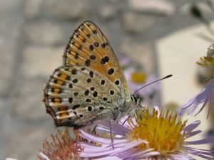 Cuivré fuligineux Lycaena tityrus (Michèle Carré)