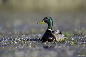 Canard colvert Anas platyrhynchos (G. Lacassin)