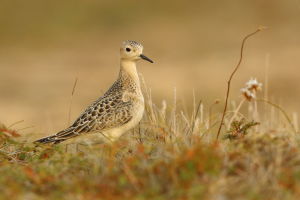 Bécasseau rousset Calidris subruficollis (David Ledan)