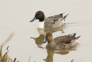 Canard pilet Anas acuta (David Roux)