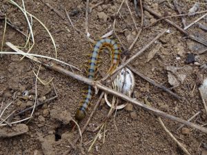 Scolopendre ceinturée (Scolopendra cingulata) : Geoffrey MONCHAUX