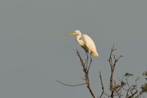 Grande Aigrette Ardea alba (Christophe Grousset)