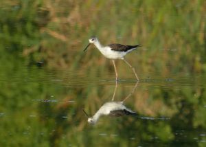 Échasse blanche Himantopus himantopus (Christophe Grousset)