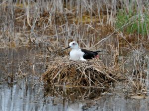 Échasse blanche Himantopus himantopus (Christophe Grousset)