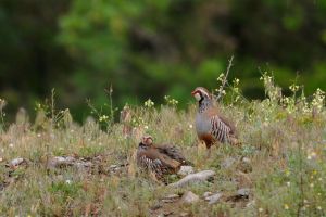 Perdrix rouge Alectoris rufa (Christophe Grousset)