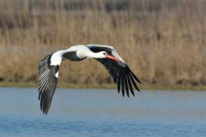 Cigogne blanche Ciconia ciconia (Christophe Grousset)