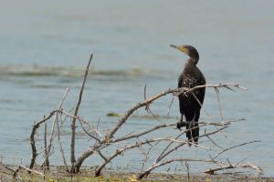 Grand Cormoran Phalacrocorax carbo (Christophe Grousset)