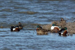 Canard souchet Anas clypeata (Christophe Grousset)