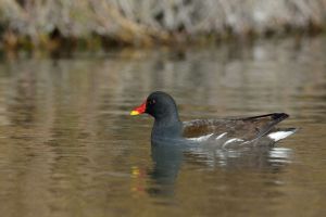 Gallinule poule-d'eau Gallinula chloropus (Christophe Grousset)