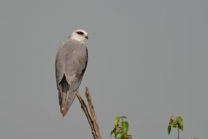 Élanion blanc Elanus caeruleus (Christophe Grousset)