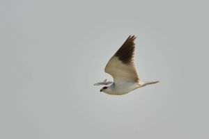 Élanion blanc Elanus caeruleus (Christophe Grousset)