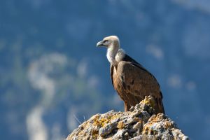 Vautour fauve Gyps fulvus (ChristopheGrousset)