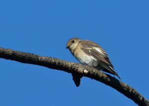 Gobemouche noir Ficedula hypoleuca (Christophe Grousset)