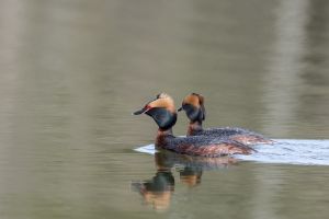 Grèbe esclavon Podiceps auritus (Christophe Grousset)