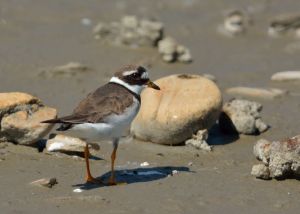 Grand Gravelot Charadrius hiaticula (Christophe grousset)