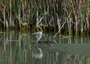 Grèbe huppé Podiceps cristatus (Chistophe Grousset)