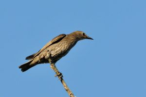 Etourneau sansonnet Sturnus vulgaris (Christophe Grousset) 