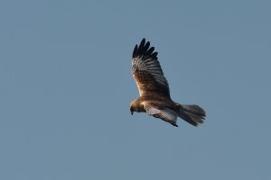 Busard des roseaux Circus aeruginosus (Christophe Grousset)