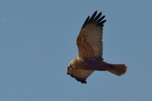 Busard des roseaux Circus aeruginosus (Christophe Grousset)