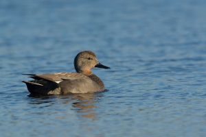 Canard chipeau Anas strepera (Christophe Grousset)