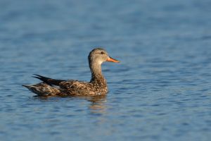 Canard chipeau Anas strepera (Christophe Grousset)