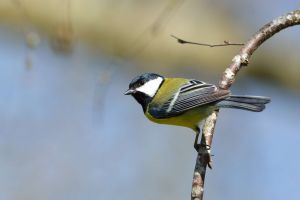 Mésange charbonnière Parus major (Christophe Grousset)