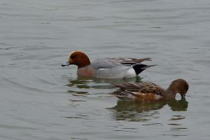 Canard siffleur Anas penelope (Christophe Grousset)