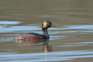 Grèbe à cou noir Podiceps nigricollis (Christophe Grousset)