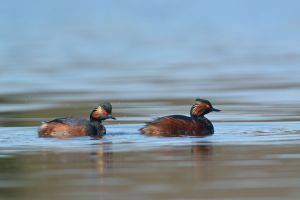 Grèbe à cou noir Podiceps nigricollis (Christophe Grousset)