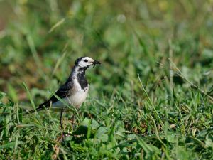 Bergeronnette grise  Motacilla alba (Christophe Grousset)