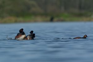 Grèbe à cou noir Podiceps nigricollis (Christophe Grousset)