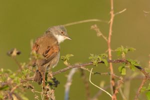 Fauvette grisette Sylvia communis (Christophe Grousset)