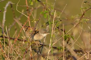 Fauvette grisette Sylvia communis (Christophe Grousset)