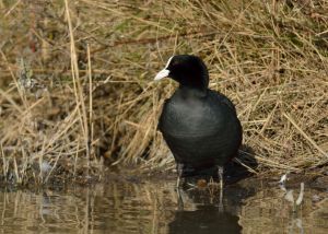 Foulque macroule Fulica atra  (Christophe Grousset)