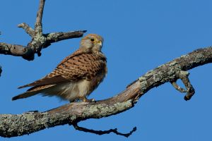 Faucon crécerelle Falco tinnunculus (Christophe Grousset)