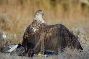 Aigle de Bonelli Aquila fasciata (Christophe Grousset)