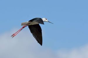 Échasse blanche Himantopus himantopus (Christophe Grousset)