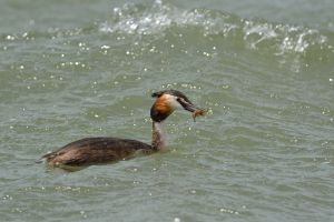 Grèbe huppé Podiceps cristatus (Chistophe Grousset)