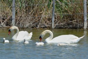 Cygne tuberculé Cygnus olor (Christophe Grousset)