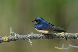 Hirondelle rustique Hirundo rustica (Christophe Grousset)