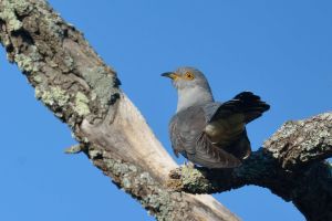 Coucou gris Cuculus canorus (Christophe Grousset)