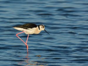 Échasse blanche Himantopus himantopus (Christophe Grousset)