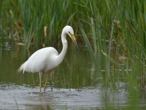 Grande Aigrette Ardea alba (Christophe Grousset)