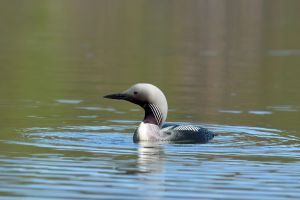 Plongeon arctique Glavia arctica (Christophe Grousset)