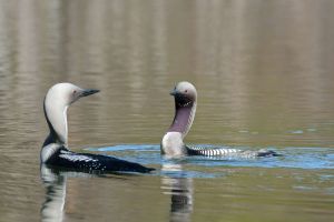 Plongeon arctique Glavia arctica (Christophe Grousset)