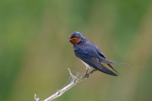 Hirondelle rustique Hirundo rustica (Christophe Grousset)