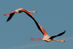 Flamant rose Phoenicopterus roseus (Christophe Dhéry)