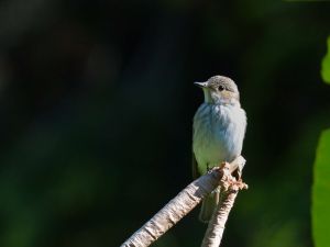 Gobemouche gris Muscicapa striata (Christophe Grousset)