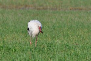 Cigogne blanche Ciconia ciconia (Christophe Grousset)