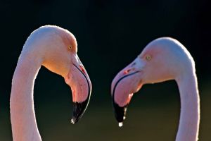 Flamant rose Phoenicopterus roseus (Christophe Dhéry)